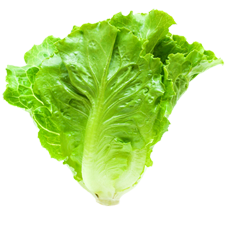 Picture of Lettuce.